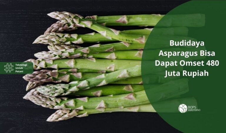 Budidaya Asparagus Bisa Dapat Omset 480 Juta Rupiah