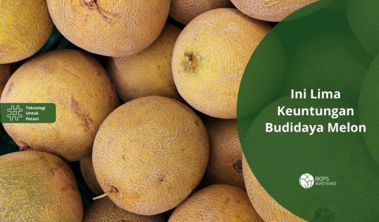Lima Keuntungan Budidaya Melon
